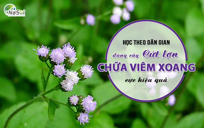 Kinh nghiệm dân gian chữa bệnh bằng hoa cứt lợn