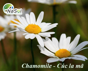 Tổng quan về Chamomile Cúc la mã Tổng quan về Chamomile Cúc la mã