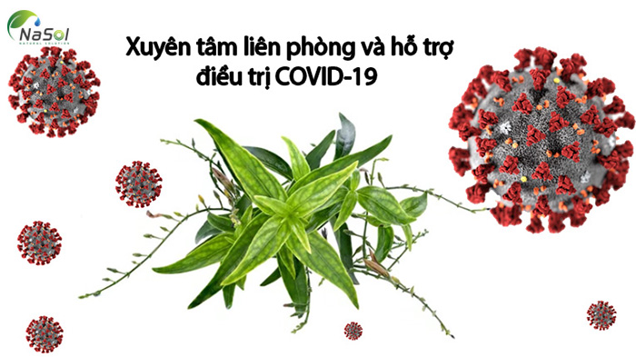 Xuyên tâm liên điều trị covis-19