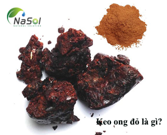 Keo ong đỏ là gì? Thành phần và những công dụng nổi bật Keo ong đỏ là gì? Thành phần và những công dụng nổi bật