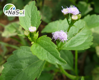 Lợi ích sức khỏe của Ageratum conyzoides (hoa cứt lợn)  Lợi ích sức khỏe của Ageratum conyzoides (hoa cứt lợn)