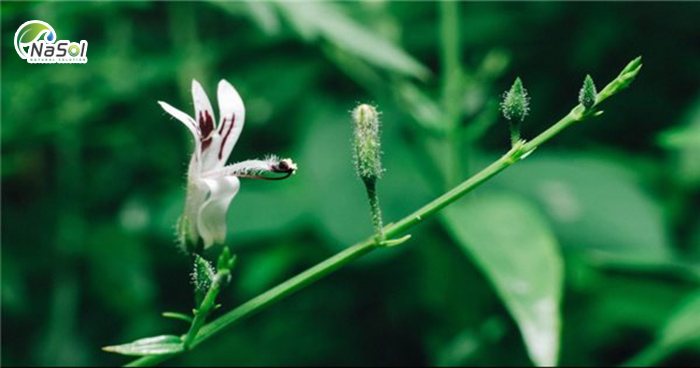 10 lợi ích sức khỏe của Xuyên tâm liên