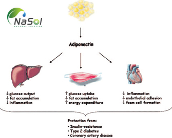 Adiponectin là gì? Vai trò và chức năng 