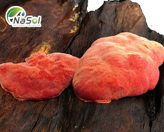 Antrodin bảo vệ gan, thành phần sinh học trong nấm Ngưu chương chi Antrodin bảo vệ gan, thành phần sinh học trong nấm Ngưu chương chi