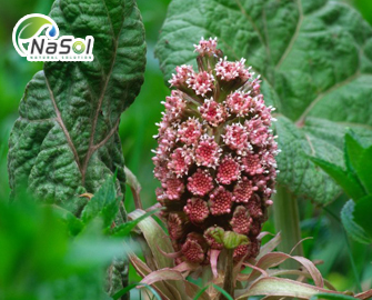 Butterbur (Bơ gai): Thảo mộc giảm dị ứng và đau nửa đầu Butterbur (Bơ gai): Thảo mộc giảm dị ứng và đau nửa đầu