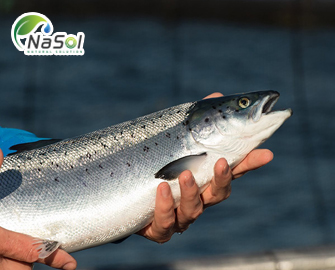 Cá Hồi Na Uy: Thành công diệt trừ kháng sinh trong chăn nuôi Cá Hồi Na Uy: Thành công diệt trừ kháng sinh trong chăn nuôi