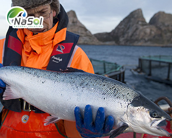 Cá hồi Na Uy được xếp hạng sản xuất protein bền vững nhất trong 4 năm liên tiếp Cá hồi Na Uy được xếp hạng sản xuất protein bền vững nhất trong 4 năm liên tiếp