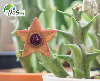 CALmaluma – chiết xuất chuẩn hóa Xương rồng Ấn giúp xoa dịu căng thẳng CALmaluma – chiết xuất chuẩn hóa Xương rồng Ấn giúp xoa dịu căng thẳng