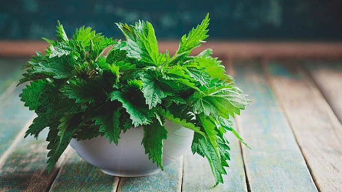 Chiết xuất tầm ma