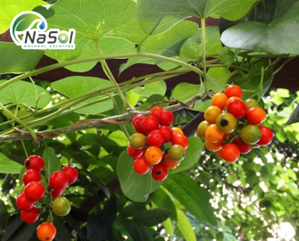 Giloy: Công dụng, tác dụng phụ và liều dùng Giloy: Công dụng, tác dụng phụ và liều dùng