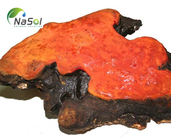 Lợi ích sức khỏe của Nấm Ngưu Chương Chi Lợi ích sức khỏe của Nấm Ngưu Chương Chi