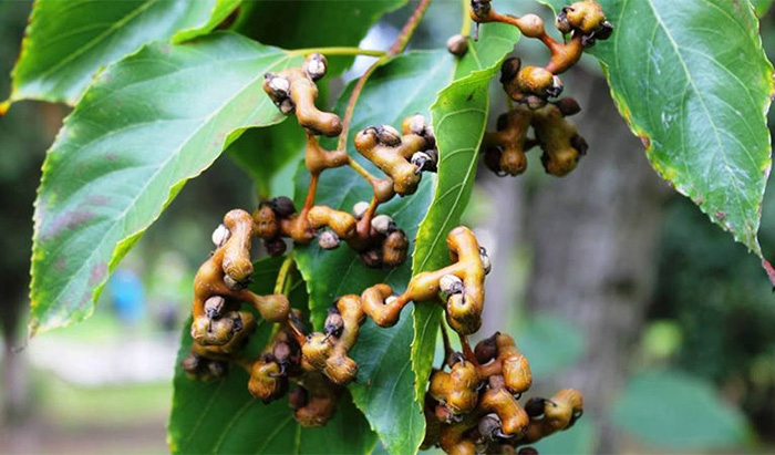 HovensolHD-1 là gì