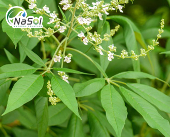 Lá Ngũ Trảo (Nirgundi): Những giá trị chữa bệnh tuyệt vời Lá Ngũ Trảo (Nirgundi): Những giá trị chữa bệnh tuyệt vời