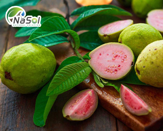 Lá ổi (Psidium guajava): Thành phần và lợi ích sức khỏe Lá ổi (Psidium guajava): Thành phần và lợi ích sức khỏe