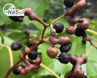 Lợi ích sức khỏe của HovensolHD-1 Lợi ích sức khỏe của HovensolHD-1