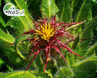 Lợi ích sức khỏe của cây kế phúc (Blessed Thistle) Lợi ích sức khỏe của cây kế phúc (Blessed Thistle)