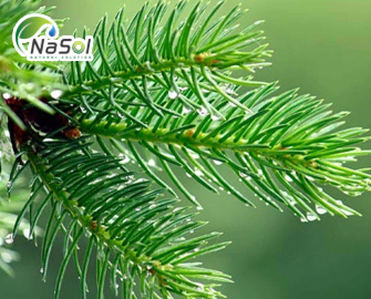 7 lợi ích của Nguyên liệu tinh dầu Thông đỏ Hàn Quốc 7 lợi ích của Nguyên liệu tinh dầu Thông đỏ Hàn Quốc