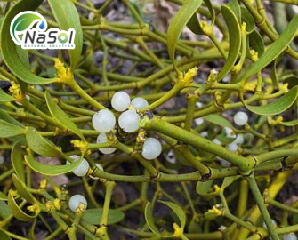 Lợi ích sức khỏe của Ghi trắng (tầm gửi Châu âu) Lợi ích sức khỏe của Ghi trắng (tầm gửi Châu âu)