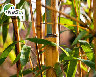 Lợi ích sức khỏe của Tre nghệ (Bambusa arundinacea) Lợi ích sức khỏe của Tre nghệ (Bambusa arundinacea)