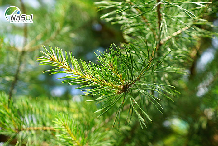 Tác dụng của tinh dầu thông đỏ