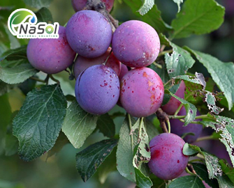 Mận Châu Âu: đặc điểm, lợi ích và lưu ý khi sử dụng