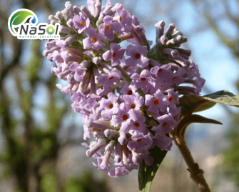 Lợi ích sức khỏe của Mật mông hoa Lợi ích sức khỏe của Mật mông hoa