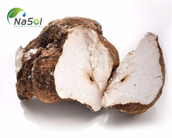 Nấm Phục linh: Công dụng, tác dụng phụ và liều dùng Nấm Phục linh: Công dụng, tác dụng phụ và liều dùng