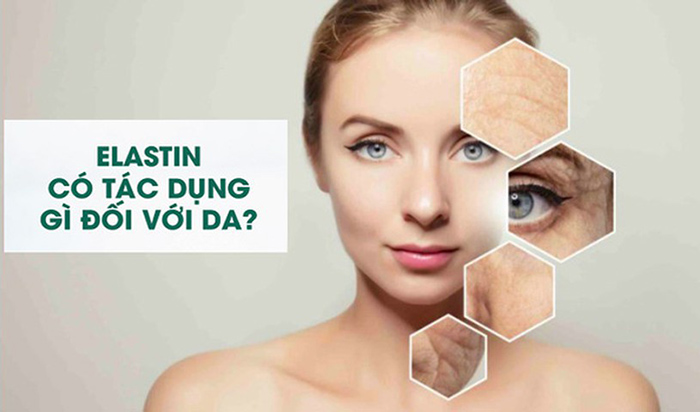 Tác dụng của Elastin