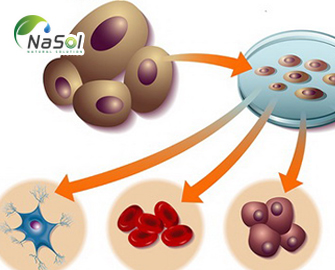 Thành phần bổ sung thúc đẩy tái tạo tế bào gốc Thành phần bổ sung thúc đẩy tái tạo tế bào gốc
