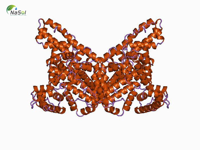 Cấu tạo của Albumin