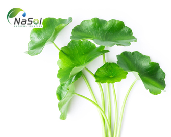 Bằng chứng về tác dụng của Rau má với bệnh ngoài da Bằng chứng về tác dụng của Rau má với bệnh ngoài da