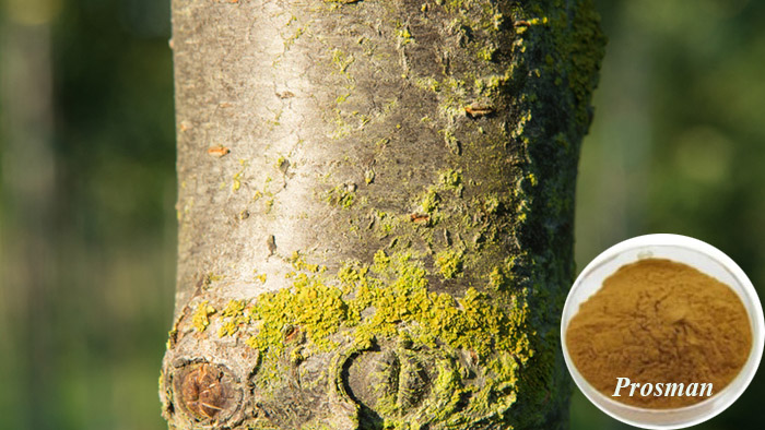 Chiết xuất vỏ thân cây mận châu âu