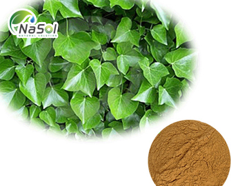 Tác dụng giảm ho của Chiết xuất lá thường xuân Tác dụng giảm ho của Chiết xuất lá thường xuân