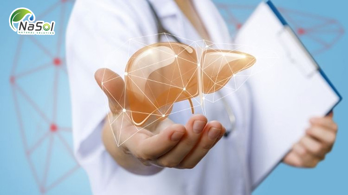 Tác dụng bảo vệ gan của HovensolHD-1