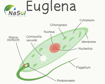 Tác dụng tăng miễn dịch của Euglena gracilis lên men