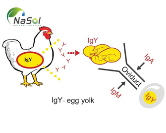 Kháng thể Immunoglobulin (IgY) là gì? Ưu điểm và các ứng dụng Kháng thể Immunoglobulin (IgY) là gì? Ưu điểm và các ứng dụng