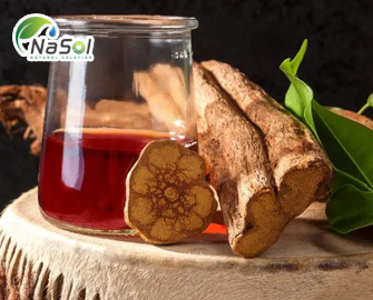 Ayahuasca là gì? Công dụng và tác dụng phụ