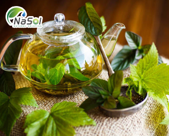 Công dụng của Lá Lý chua đen (Blackcurrant leaf) Công dụng của Lá Lý chua đen (Blackcurrant leaf)