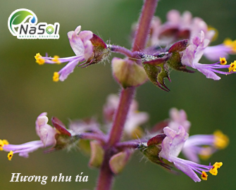 Hương nhu tía - Những lợi ích với sức khỏe con người Hương nhu tía - Những lợi ích với sức khỏe con người
