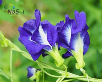 Hoa Đậu biếc – Những ứng dụng trong Thực phẩm, Mỹ phẩm, Y học 