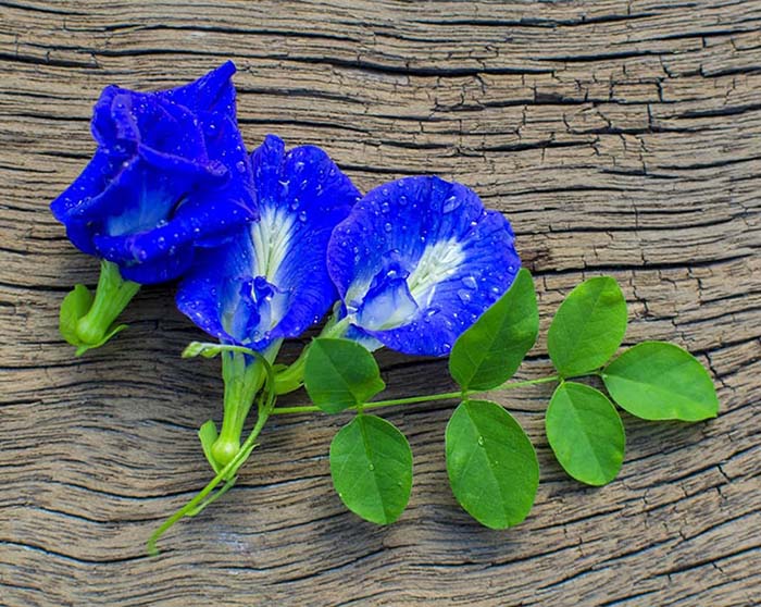 Hoa đậu biếc 2 loài