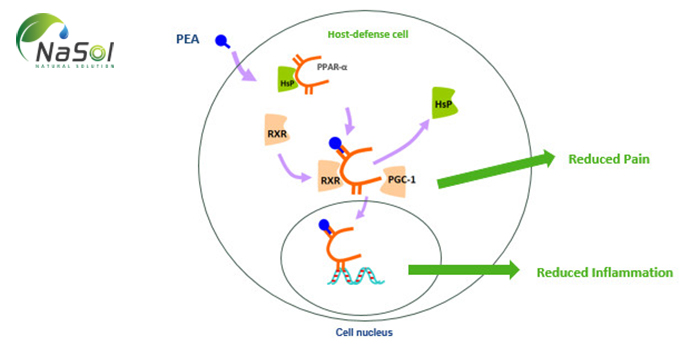 Cơ chế giảm viêm của Levagen