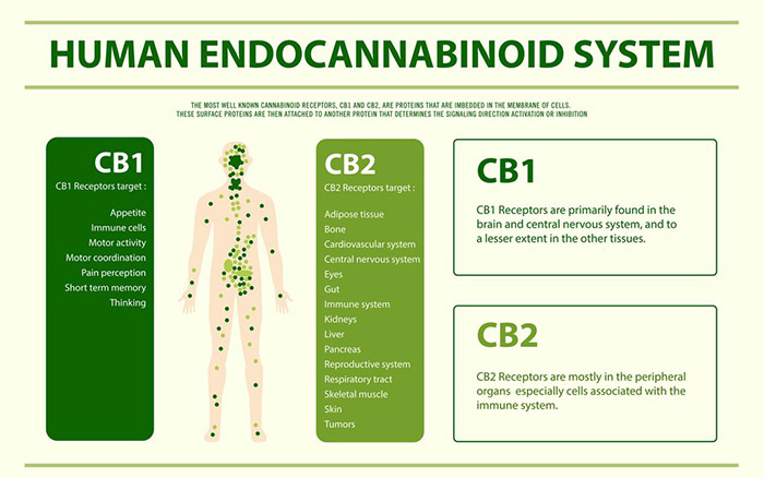 Levagen tác dụng lên hệ thống Endocannabinoids 
