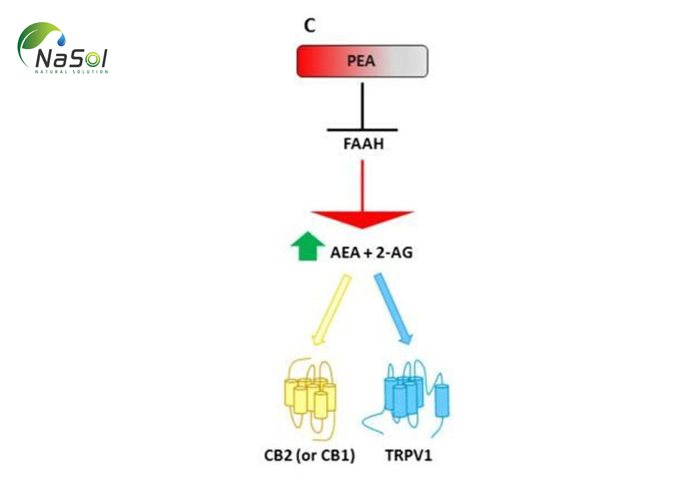 Cơ chế giảm đau của Levagen
