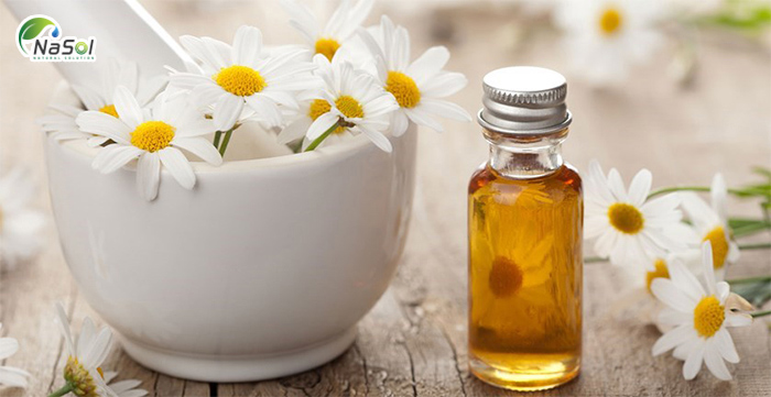 Kinh nghiệm chữa bệnh dân gian của Cúc la mã