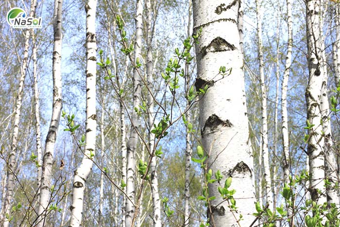 Tác dụng của Bạch dương với sức khỏe