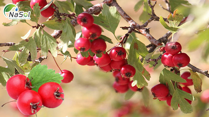 Tác dụng của sơn tra