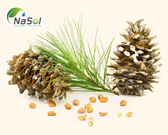 Thông Hàn Quốc (Korean Pine): Công dụng, tác dụng phụ và liều dùng Thông Hàn Quốc (Korean Pine): Công dụng, tác dụng phụ và liều dùng
