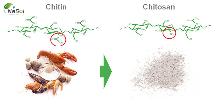 7 tác dụng của chitosan với sức khỏe