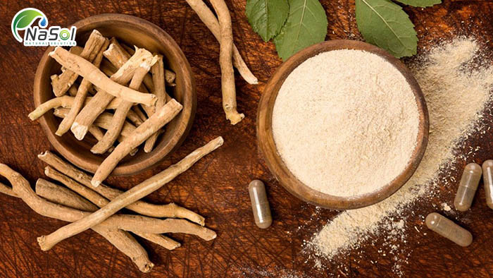 nhân sâm ấn độ Ashwagandha